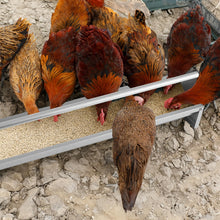 Load image into Gallery viewer, 115cm Long Heavy-Duty Large Capacity Chicken Feeder
